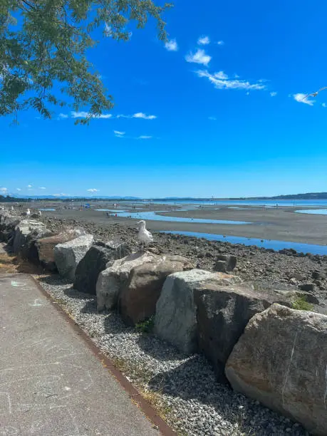 White Rock, British-Columbia, Canada, view on seagulls, beach, ocean, blue sky, sunny summer day