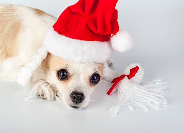 rouge chapeau de père noël sur la tête de chien chihuahua - bow pets small velvet photos et images de collection