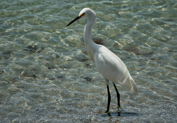 istock A Snowy egret wades in shallow water 1588305367