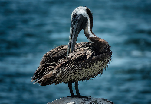A Pelican at ease on a deck piling