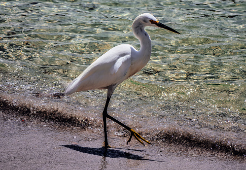 A Snowy egret wades in shallow water
