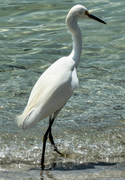 istock A Snowy egret wades in shallow water 1588305523