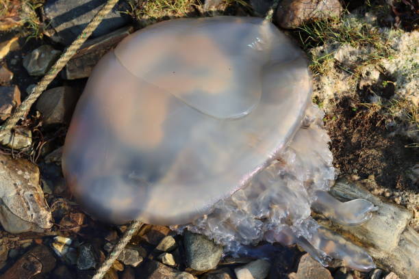 istock Large jellyfish on a rocky shore 1588307518