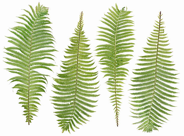 istock fern  leaves set isolated 158831553