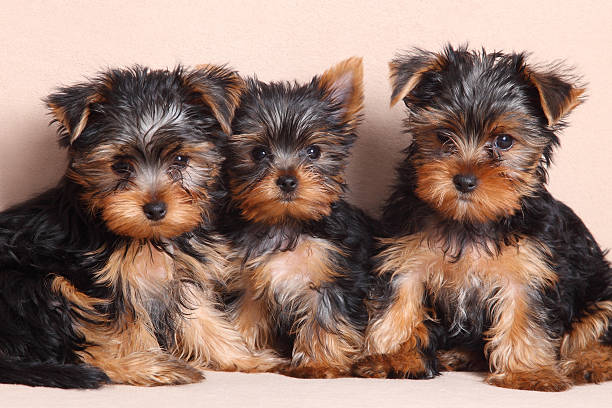 istock three funny puppy of Yorkshire Terrier 158831671
