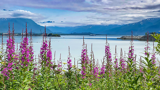 Fireweed growing along the coast of Alaska in Valdez with the mountains in the background