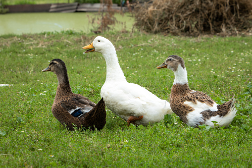 Three domestic ducks walk along a green lawn next to a pond