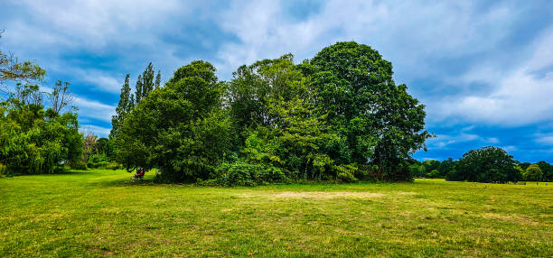 A group of trees in a grassy field under the blue and cloudy sky