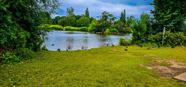A pond with ducks and trees under the blue and cloudy sky