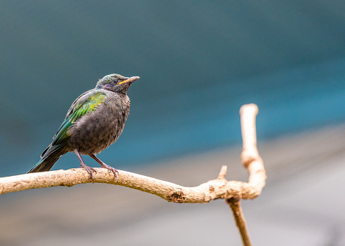 Meet the stunning Emerald Starling, Lamprotornis iris, native to the woodlands and savannas of Sub-Saharan Africa. Its iridescent plumage shines like a gem in the wild.