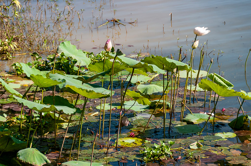 Blooming lotus plants float in the canals of Ywama village on Inle Lake