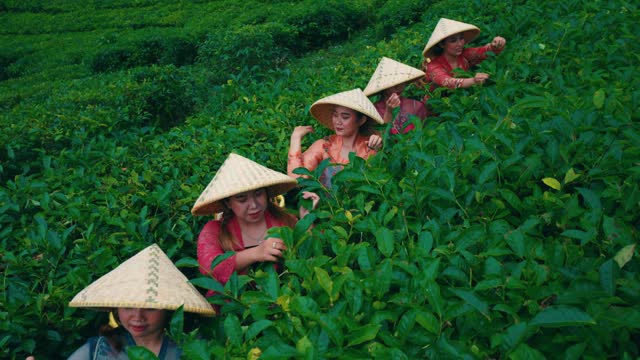 a group of tea garden pickers works together with their friends to pick tea gardens