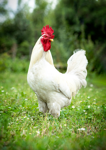 Portrait of a white rooster on a background of a green lawn. vertical photo