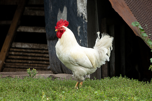 Portrait of a white rooster standing on a green lawn in the courtyard of the house.