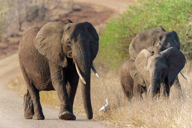 istock Elephant herd in the Kruger National Park 1588352119