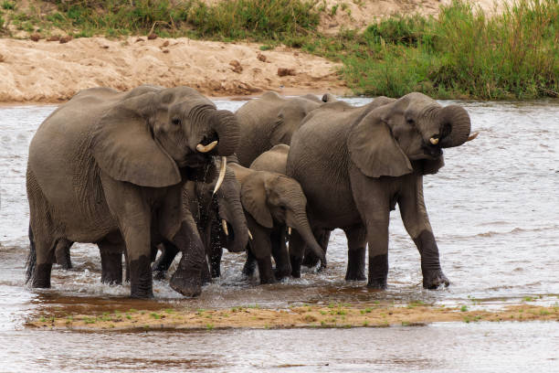 istock Elephant herd in the Kruger National Park 1588352120