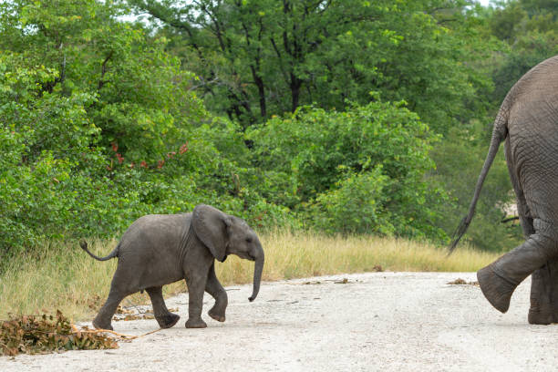 istock Elephant herd in the Kruger National Park 1588353223
