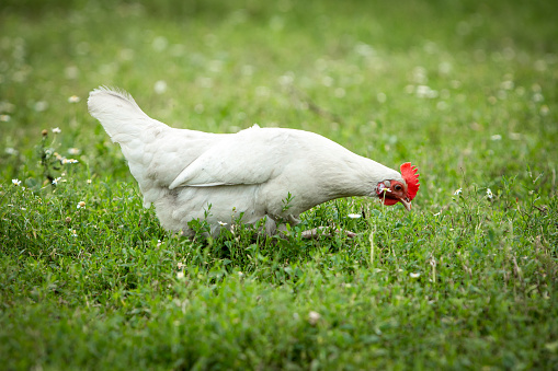 A white chicken walks along a green lawn and looks for food in the grass