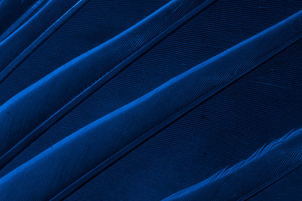 istock blue feather pigeon macro photo. texture or background 1588362417