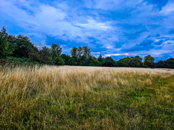 istock A field of grass and trees under the blue and cloudy sky 1588367239
