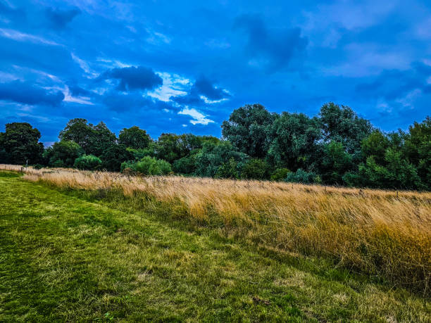 A field of grass and trees under the blue and cloudy sky