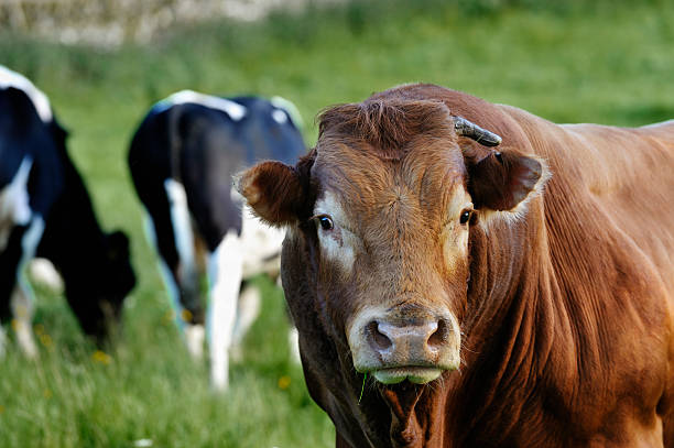 istock Limousin bull and cows in a field 158837706