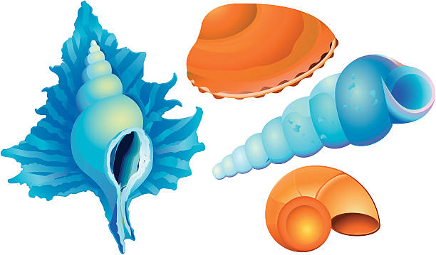 Whelks Shell Vector Whelk Illustrations, Royalty-Free Vector Graphics & Clip Art - iStock