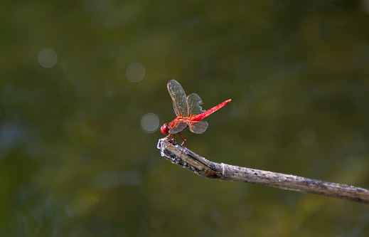 Red dragonfly stands on a stick against a green background