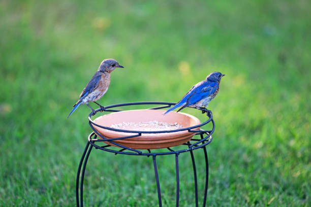 Male and female Eastern Bluebirds on a birdfeeder eating and gathering mealworms to feed to their babies in a nearby birdhouse.
