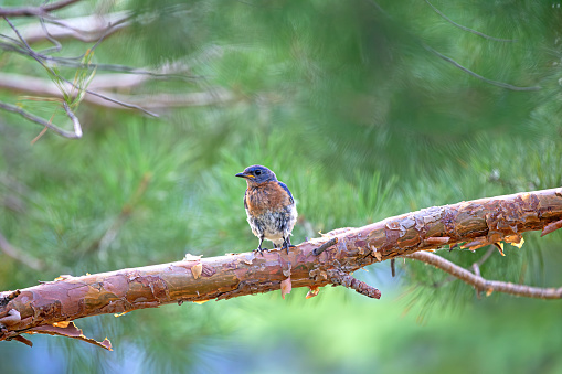 A male Eastern Bluebird perched on a pine tree branch.