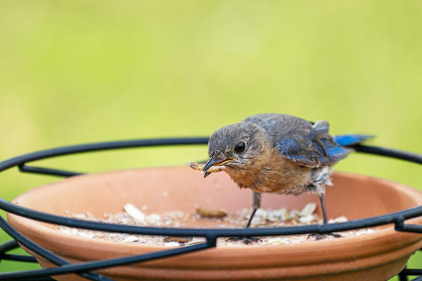 istock Eastern Bluebird Eating Mealworms 1588391569