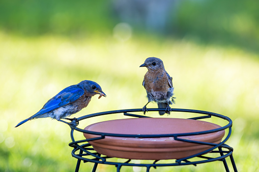 Male and female Eastern Bluebirds on a birdfeeder eating and gathering mealworms to feed to their babies in a nearby birdhouse.