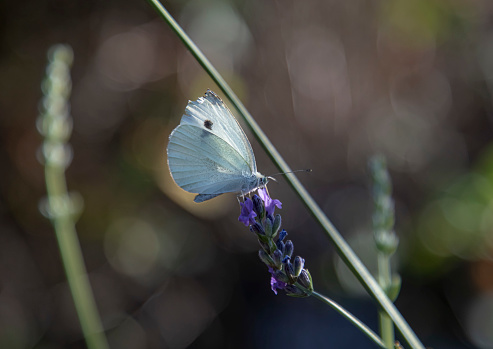 White cabbage butterfly feeding on lavender flower