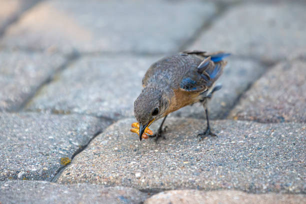 Eastern Bluebird eating and gathering mealworms to feed to babies in a nearby birdhouse.