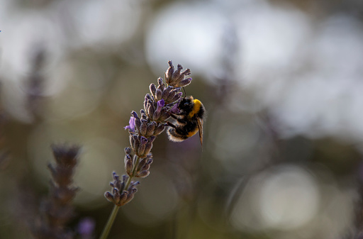 The honey bee standing on the lavender flower contributes to the production of honey from lavender.