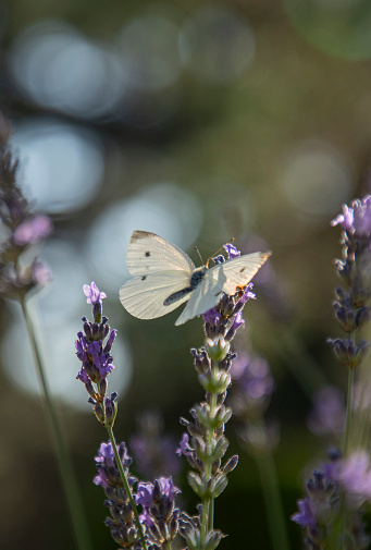 istock White cabbage butterfly perched on lavender flower 1588395177