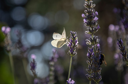 White cabbage butterfly feeding on lavender flower