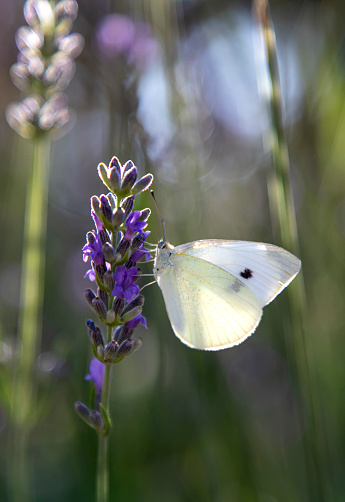 White cabbage butterfly feeding on lavender flower