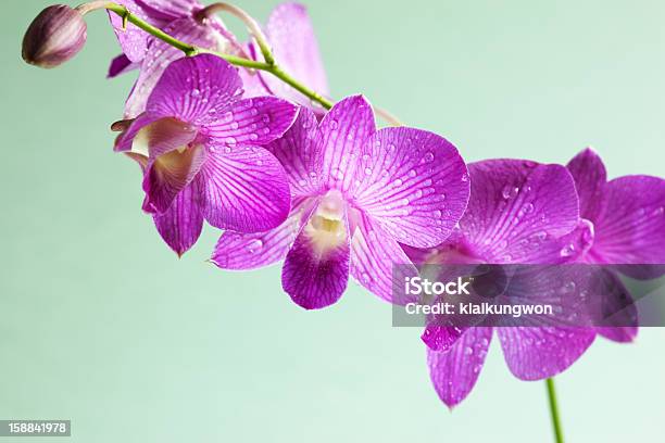 덴드로븀 Siam 스트라이프 퍼플 연자주색 이슬 낙차 0명에 대한 스톡 사진 및 기타 이미지 - 0명, 꽃 나무, 꽃-꽃의 구조