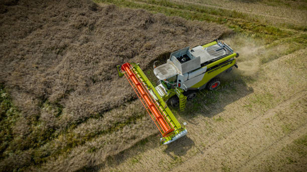 istock Combine harvester reaps rapeseed field. Powerful harvesters move with precision and efficiency, transforming the once lush field into a treasure trove of ripe rapeseed. 1588422303