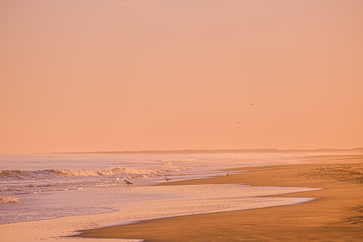 Scenery of beach during sunset with a pink palette