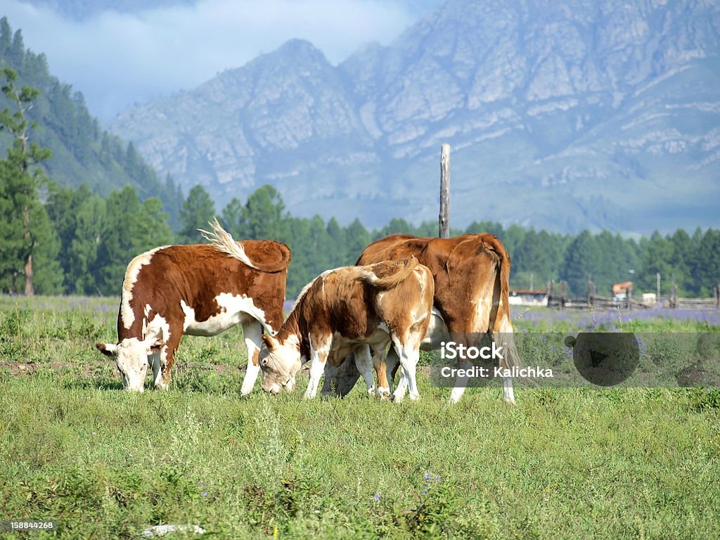 Vacas no meadow - Foto de stock de Aldeia royalty-free