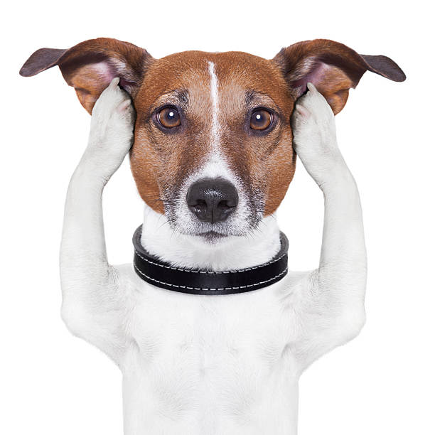 covering ears dog covering both ears dog with paws animal ear stock pictures, royalty-free photos & images