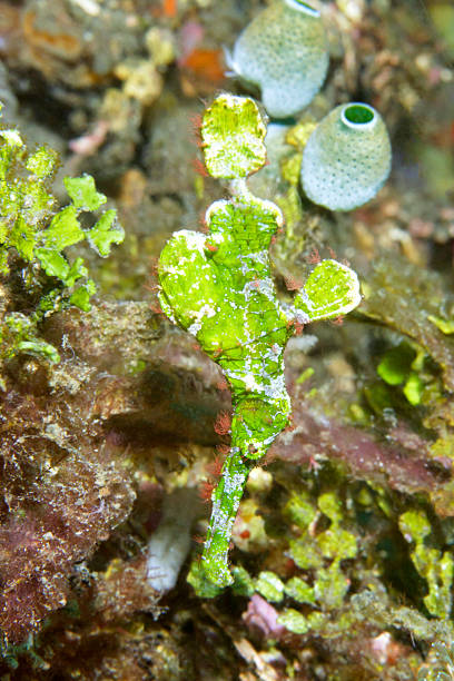 pez pipa fantasma - sea life ghost pipefish thin ghost pipefish thin fotografías e imágenes de stock