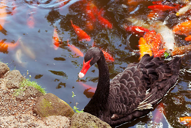 istock Black Swan And Koi Fish Pond 158844891