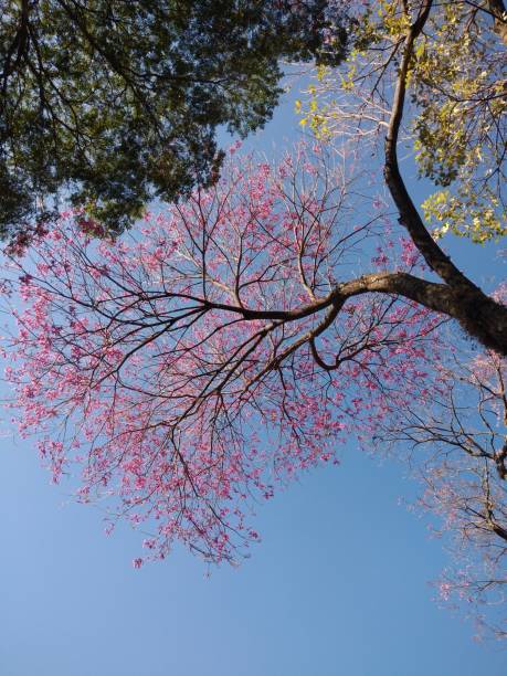 istock Natural Scene with Tree with Green Leaves, Cherry Tree and Yellow Ipe 1588449858
