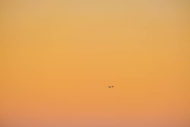 Scenery of beach during sunset with a pink palette