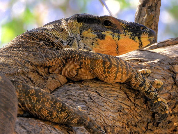 istock Barmah, Victoria, Australia 1588468849