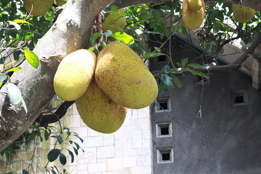 Asian summer fruits named Jackfruit scientific name Artocarpus heterophyllus, Jackfruit hanging on jackfruit tree.