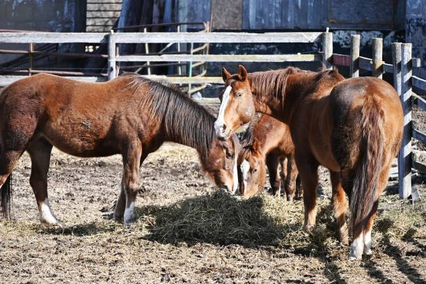 istock Horses Eating Hay 1588479859